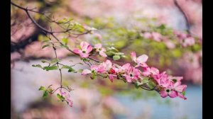 ЭТА ПЕСНЯ ЗВУЧАЛА ИЗ КАЖДОГО МАГНИТОФОНА. А ВЫ ПОМНИТЕ?