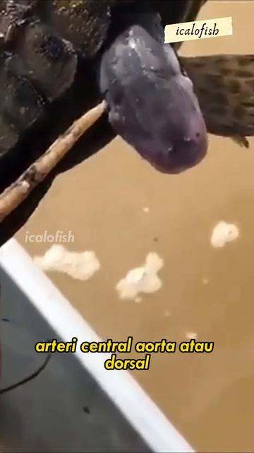 Cara Ikan Candiru Menghisap Darah Inangnya #shorts #ikancandiru смотреть онлайн