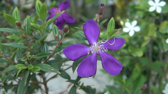 Uncovering The Hidden Beauty of Violet Melastoma Saigonense Flower смотреть онлайн