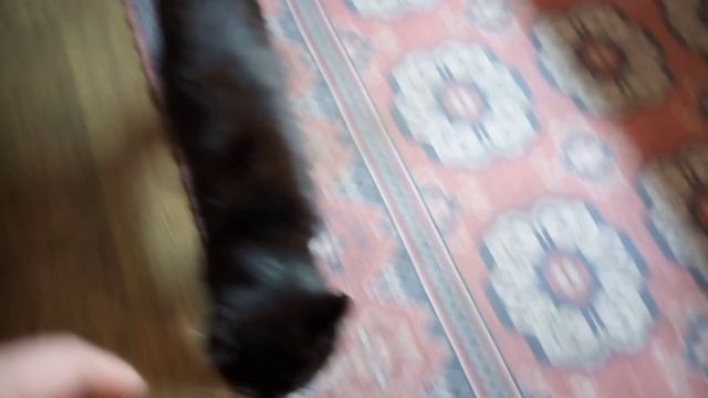 Василий учуял курицу) смотреть онлайн