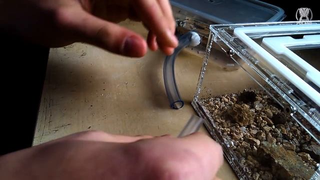 Przeprowadzanie koloni mrówek смотреть онлайн