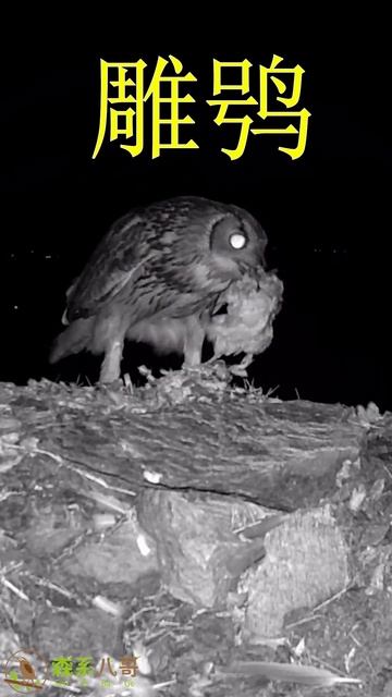 The Eagle Owl Brought Back Two Turtledoves雕鸮多凶猛？一箭双雕，带回了2只斑鸠直接拔毛