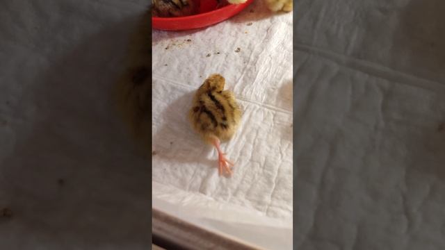 Внучка в восторге от птенцов! Развлекаемся)) смотреть онлайн