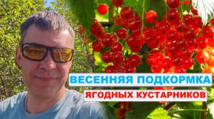 70% садоводов НЕПРАВИЛЬНО подкармливают весной СМОРОДИНУ, ЖИМОЛОСТЬ и КРЫЖОВНИК: без химии