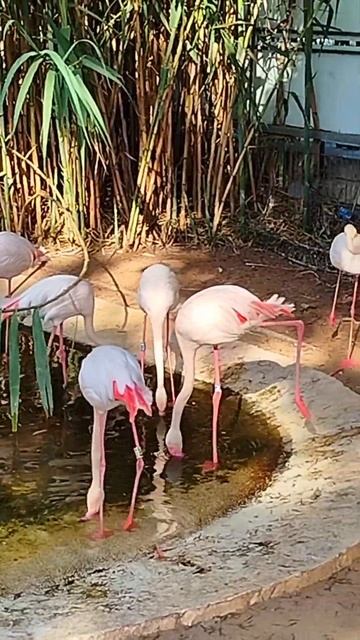 Танец фламинго! 🦩🌴♥️ Зоопарк Лимассола, Кипр // Flamingo dance! Limassol Zoo, Cyprus смотреть онлайн