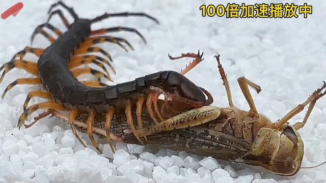 蜈蚣捕食巨型蚂蚱 蜈蚣PK蚂蚱 The centipede preys on the whole grasshopper,The centipede VS grasshopper смотреть онлайн