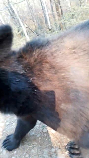 Раненый Буржуй. #медведь #bear смотреть онлайн