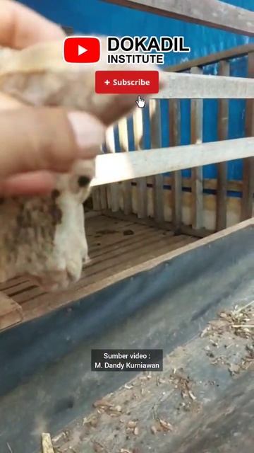 ASTAGA‼️ Telinga dombanya kenapa itu⁉️ #kambing #domba #ternak #telinga #obat #short #shortvideo смотреть онлайн