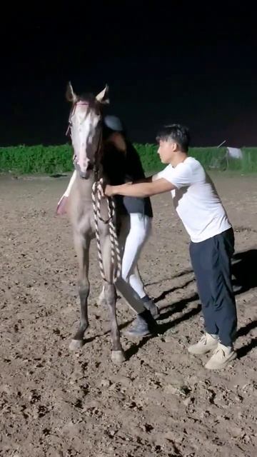 Horse mating cute - Most breeding horse смотреть онлайн