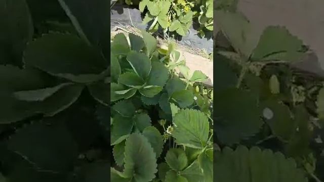 Табиғи тыңайтқыш Биогумусқа піскен құлпынай