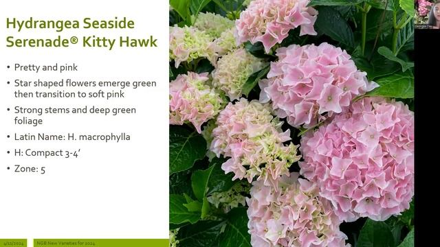 Unlocking The Secrets Of Hydrangeas: Ask the Experts about Hydrangeas смотреть онлайн