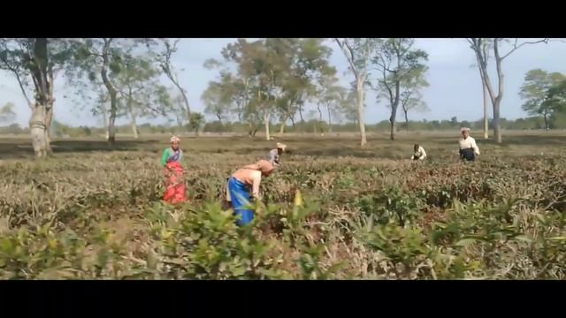 Phulbari tea estate смотреть онлайн
