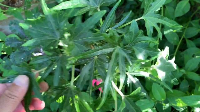 Garden Update ~ May 16, 2020 смотреть онлайн