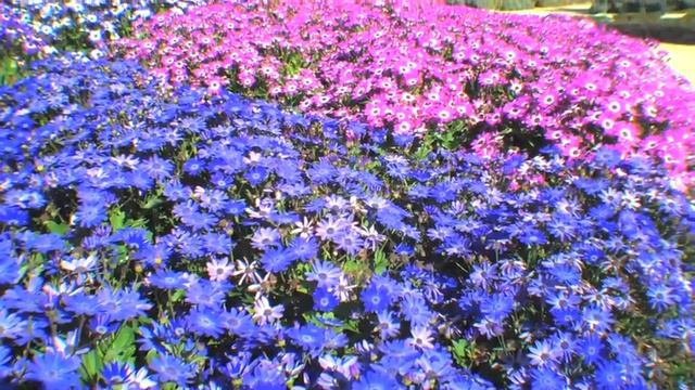 Senetti at Hunter Valley Gardens смотреть онлайн