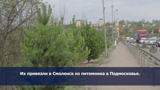 Специалисты МБУ «Зеленстрой» высадили около двух десятков крупных сосен. смотреть онлайн