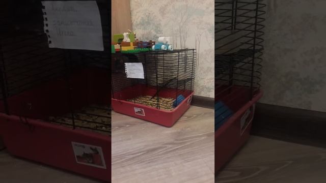 ирис в тюрьме !!! 🤑😐🤨😨😰😥😢 смотреть онлайн