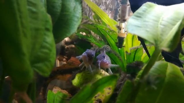 Corydoras trilineatus. Acuario 60 litros. смотреть онлайн