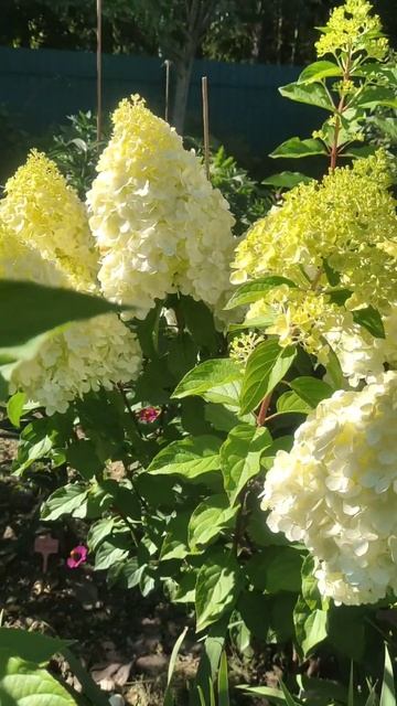 Гортензии розовеют #гортензии #сад #gardenflowers #hydrangeas смотреть онлайн