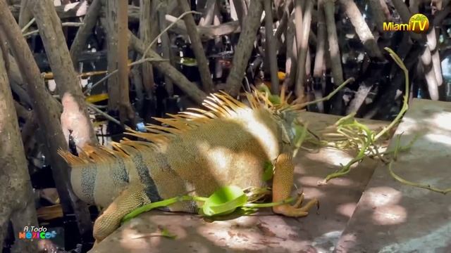 A Todo Mexico - La Ventanilla, Oaxaca Mexico 2021 смотреть онлайн