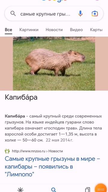 ищите в гугле #capybaras #capybara #капибара смотреть онлайн