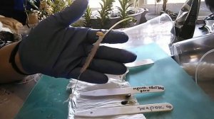 Высадка пророщенных семян арбузов и дынь в грунт.