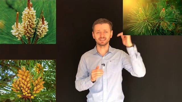 Сосновая пыльца. Должен знать каждый смотреть онлайн