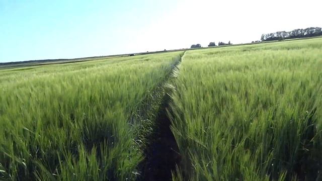 14.06.19. Яровой ячмень, сорт Маргрет.