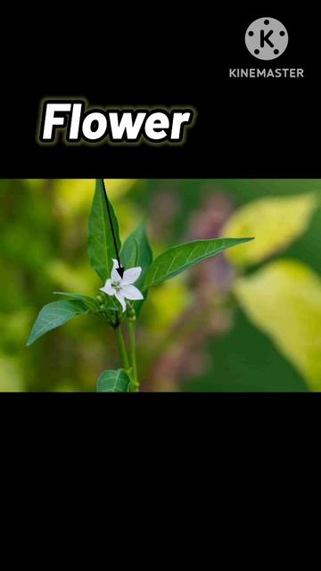 Who is the largest producer of red chilli in India? #shortsvideo #ytshorts #trending #kinemaster смотреть онлайн
