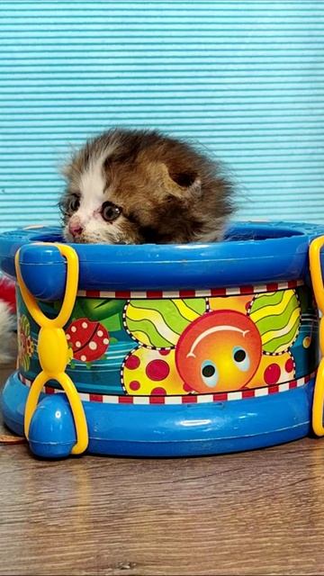 Котенок в барабане. #шорты смотреть онлайн