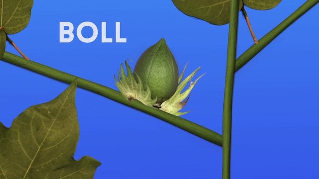 Acadian Brown Cotton: Story of a Brown Cotton Seed смотреть онлайн