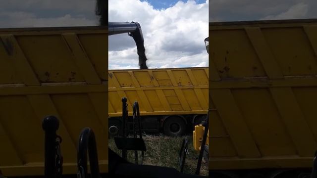 Уборка рапса смотреть онлайн