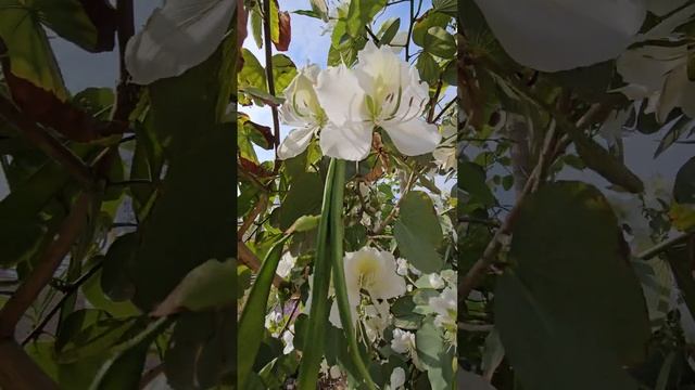 Баухиния - чудо дерево смотреть онлайн