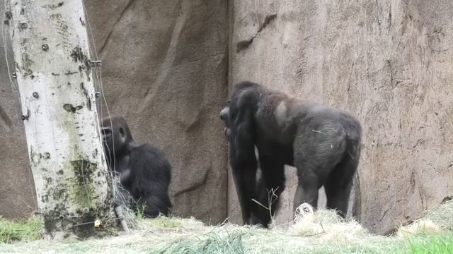 Gorilla bachelors boys💎 Frank 14 and Monroe 11 morning time смотреть онлайн
