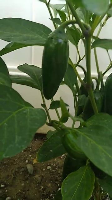 Growing Jalapeno Peppers for Homemade Salsa смотреть онлайн