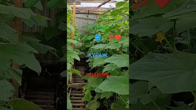 БЮДЖЕТНО ОГУРЦЫ КУРАЖ В ОДИН СТВОЛ 🥒🪣🌿💯❤️... смотреть онлайн
