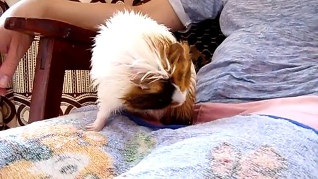 свинка очень тщательно умывается))) смотреть онлайн