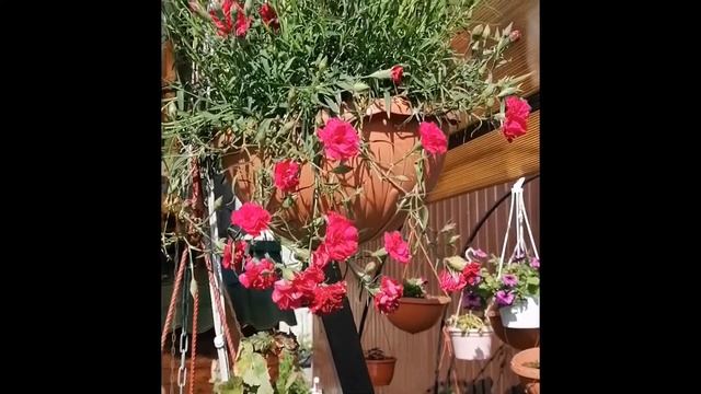 хвастушки цветочки смотреть онлайн