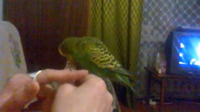 Волнистый попугай позволил прикасаться к себе