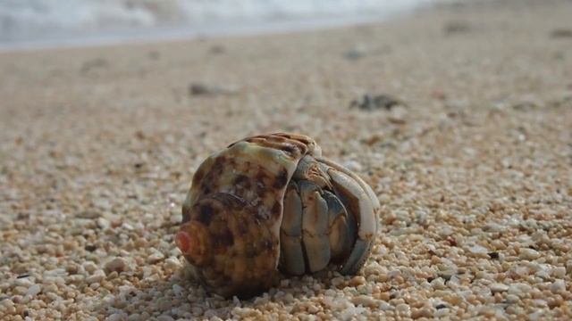 Shell Shopping: Hermit Crabs' Unique Housing Market смотреть онлайн