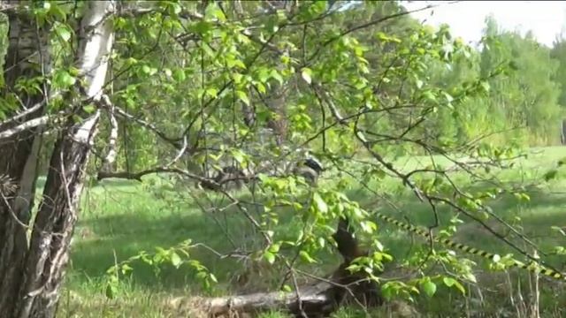 (6) СПРУТ ТРОФИ СИБИРЬ 27-28.05.2017 года смотреть онлайн