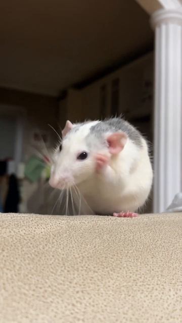 Красавица 🩷 #music #крыски #rat #животные #дамбо #крыса #милыеживотные #animals #cute смотреть онлайн