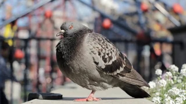 Голубь смотреть онлайн