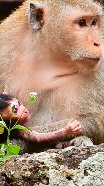 Monkey Laughing #video short смотреть онлайн