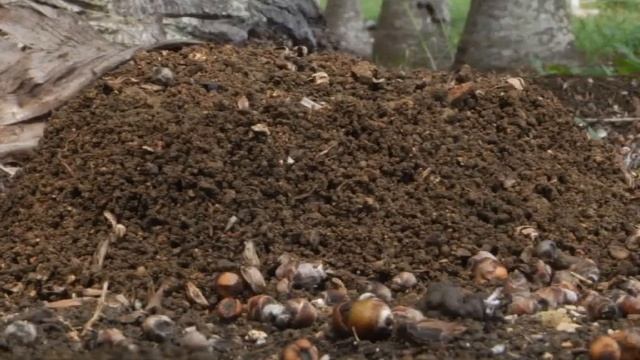 Arañas de Cuba смотреть онлайн