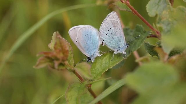 Accouplement de deux Azurés des cytises смотреть онлайн