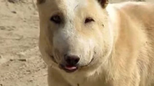 People were LAUGHING at this dog.. But look at her now! смотреть онлайн