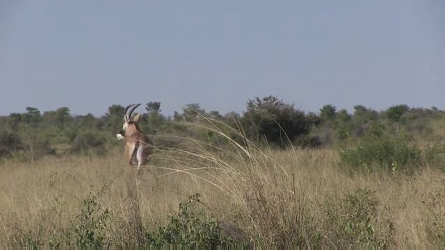 Roan Antelope 2 смотреть онлайн