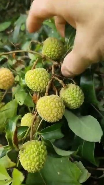 4529 Fruits #foryou #fruit #deliciious #litchi смотреть онлайн