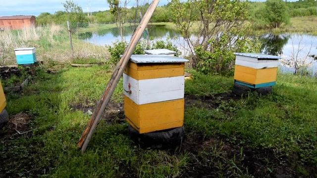 сегодня на пасеке 07 июня смотреть онлайн