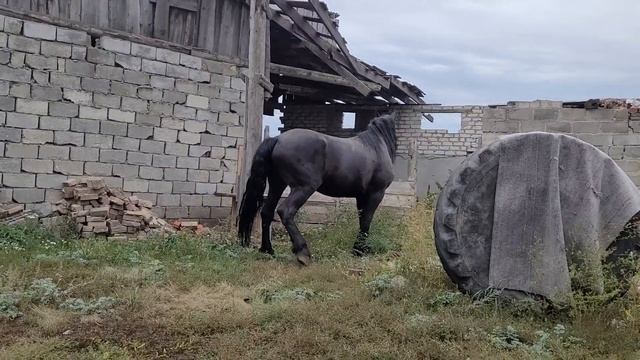 продажа мощного жеребца связь ватсап 89521415242 смотреть онлайн